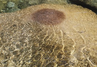 Sébastien Arrighi, <em>Breast, </em>2021