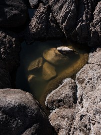 Sébastien Arrighi, Rock pool, 2020
